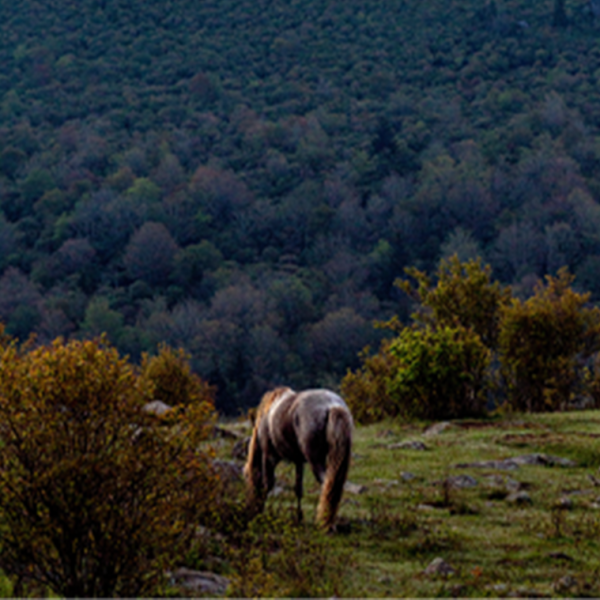 GEORGIA